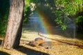 Rainbow over water droplets rushing up out of punctured garden hose