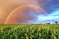 Rainbow over wheat field, nature landscape