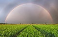 Rainbow over wheat field, panorama Royalty Free Stock Photo