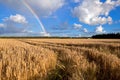 Rainbow over wheat field in summer Royalty Free Stock Photo