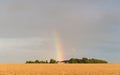 Rainbow over wheat field Royalty Free Stock Photo