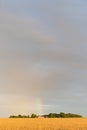 Rainbow over wheat field Royalty Free Stock Photo