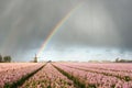 Rainbow over windmill and flower fields Royalty Free Stock Photo