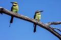 Rainbow pair of bee-eater, Merops ornatus, Western Australia