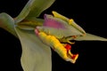 Dragon Tulip Flower Rainbow Parrot 09