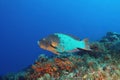 Rainbow Parrotfish Royalty Free Stock Photo