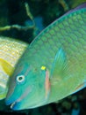 Rainbow Parrotfish (Scarus guacamaia) Royalty Free Stock Photo