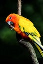 Astern Rosella Rainbow Parrot sitting on a branch and eating.