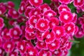 Rainbow pink or China pink flower Dianthus Chinensis Royalty Free Stock Photo