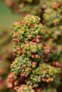 Rainbow quinoa flowers maturing on the plant