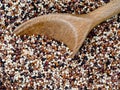 Rainbow quinoa seeds with wooden spoon, closeup.