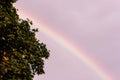 rainbow after rain tree nature beautiful phenomenon