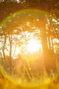 Rainbow rays from the sun shines through a forest