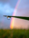 Rainbow Reflected in a Morning Dew Drop Royalty Free Stock Photo
