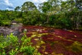 The rainbow river or five colors river is in Colombia Royalty Free Stock Photo