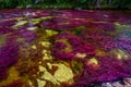 The rainbow river or five colors river is in Colombia Royalty Free Stock Photo