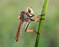 Rainbow robberfly in Royalty Free Stock Photo