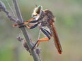 Rainbow robberfly Royalty Free Stock Photo