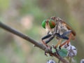 Rainbow robberfly Royalty Free Stock Photo