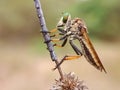 Rainbow robberfly Royalty Free Stock Photo