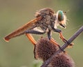 Rainbow robberfly Royalty Free Stock Photo