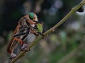 Rainbow robberfly Royalty Free Stock Photo