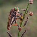 Rainbow robberfly Royalty Free Stock Photo