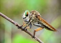 Rainbow Robberfly with nature bokeh Royalty Free Stock Photo