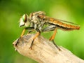 Rainbow Robberfly Royalty Free Stock Photo