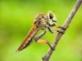 Rainbow Robberfly with nature bokeh Royalty Free Stock Photo