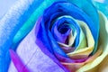 Rainbow rose close-up