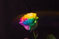 Rainbow rose with colorful petals onblack background in motion, multiple exposure