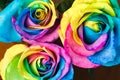 Rainbow rose