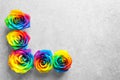 Rainbow rose flowers on gray background,