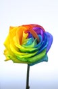 Rainbow rose or happy flower