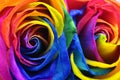 Rainbow rose or happy flower