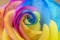 Rainbow rose petal leaves pride colors lbtg