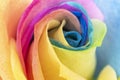 Rainbow rose petal leaves pride colors lbtg