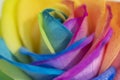 Rainbow rose petal leaves pride colors lbtg