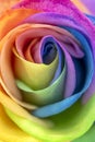 Rainbow rose petal leaves pride colors lbtg