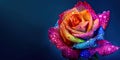 Rainbow rose with raindrops Royalty Free Stock Photo