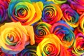 Rainbow roses.