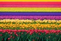 Rainbow rows of flowers planted in tulip field during spring flowering.