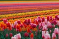 Rainbow rows of flowers planted in tulip field during spring flowering.