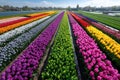 Rainbow Rows of Tulips in a Dutch Field Royalty Free Stock Photo