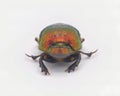 rainbow scarab - Phanaeus vindex - is a North American dung beetle Front view isolated cutout on white background Royalty Free Stock Photo