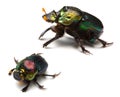 Rainbow Scarabs