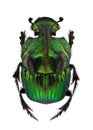 Rainbow Scarabs - Phanaeus demon Royalty Free Stock Photo