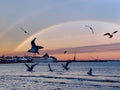 Rainbow Seagull fly in harbor , sunset at sea ,Tallinn ship on horizon at Baltic sea  Tallinn,Estonia Royalty Free Stock Photo