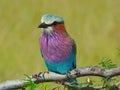 A rainbow shaped bird - 2 Royalty Free Stock Photo